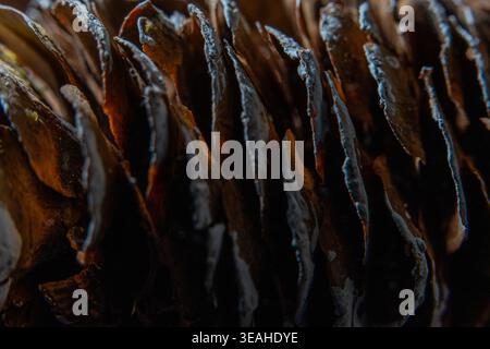 Earthy deep brown and burnt orange organic layered textured background featuring soft focus perfect for natural designs and providing ample copyspace. Stock Photo