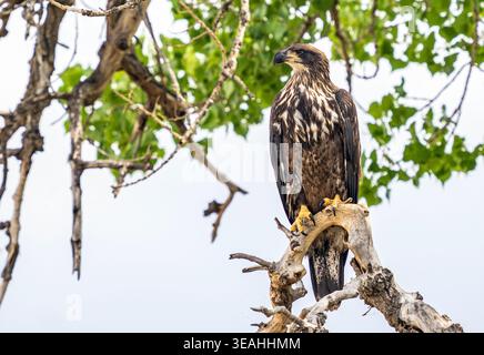 Juvenile Bald Eagle perched upon a large Cottonwood Tree, viewed at close range. Stock Photo
