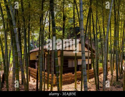 Sunlight filtering through tall bamboo stalks surrounding a traditional wooden hut Stock Photo