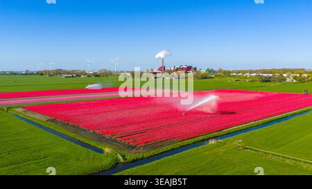 Aerial view of vibrant red tulip fields being irrigated by water sprinklers with wind turbines and industrial buildings in the background Alkmaar, Nor Stock Photo
