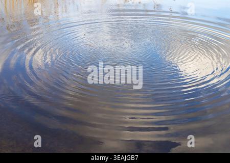 Water ripples on surface forming circular waves abstract background texture with reflection Stock Photo