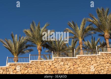 Row of green palm trees growing behind a stone wall with white railings against a clear deep blue sky in Egypt. Stock Photo