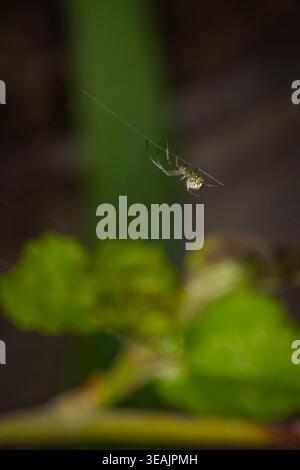 A detailed macro photo of an Orchard Orbweaver spider Leucauge venusta hanging from a single silk thread in a green garden environment with soft bokeh Stock Photo