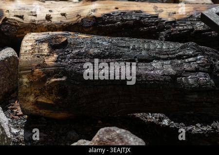 Burnt tree logs on the forest ground after a fire. Authentic reality strikes background for environmental awareness and rustic design. Stock Photo