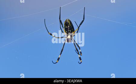 A Banded-legged Golden Orb-web Spider (Trichonephila senegalensis) in a web with blue sky at Suikerbosrand Nature Reserve, South Africa Stock Photo