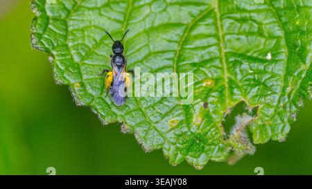 A small black bee with full pollen sacs (Epifamily Anthophila) rests on a large green leaf in forest in Magoebaskloof, South Africa Stock Photo