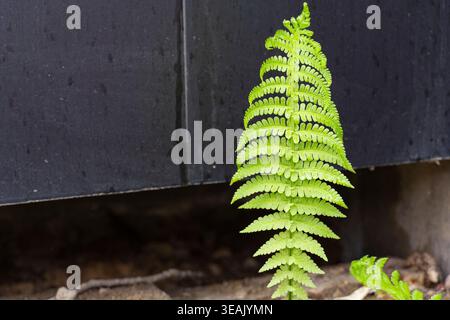Close-up of a bright young fern frond with symmetrical leaflets against a dark backdrop, emphasizing delicate geometry, fresh growth and natural contr Stock Photo