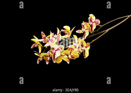 A graceful spray of yellow orchids with red speckled patterns blooms against a deep black background Stock Photo