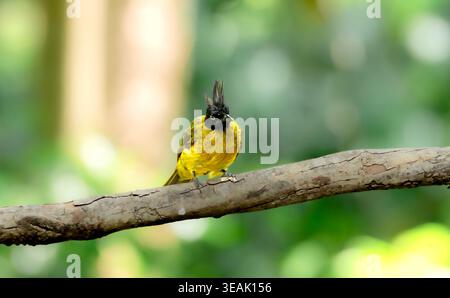 Black-crested bulbul crested bird perched on branch Stock Photo
