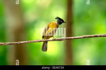 Black-crested bulbul bird on branch Stock Photo