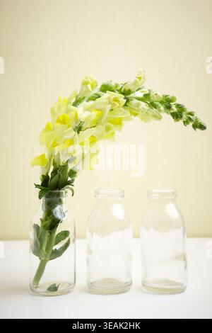 A long-stemmed, pale yellow snapdragon flowers in a clear glass bottle, next to two empty bottles, on a white table. Stock Photo