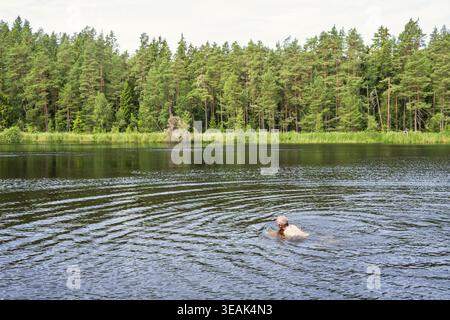 Man swimming in a calm lake surrounded by dense green forest, with gentle ripples on the water and tall pine trees along the shoreline Stock Photo
