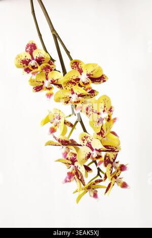 Yellow orchid flowers (Phalaenopsis Daisy) hanging on a white background Stock Photo