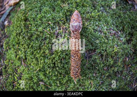 Eurasian squirrel (Sciurus vulgaris), feeding track on cone, Germany Stock Photo