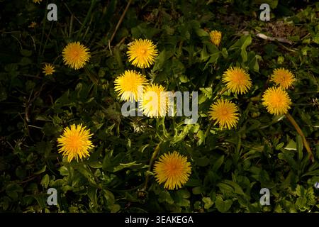 Dandelions in bloom (Suzanne's vegetable garden, Pays de la Loire, France). Stock Photo