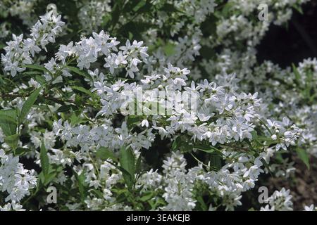 Deutzia gracilis, dainty deutzie Stock Photo
