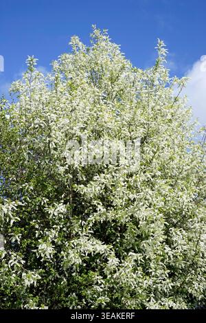 (Suzanne's vegetable garden, Pays de la Loire, France). Stock Photo