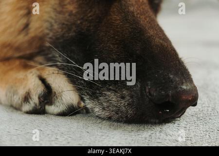 Close up of german shepherd dog muzzle resting on soft fabric. Detailed texture of fur and nose in calm indoor setting. Stock Photo