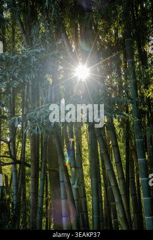 Bamboo Forest with Dramatic Sunstar Burst Through Dense Green Canopy Stock Photo