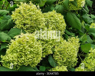 Light green hydrangea flowers. Plant is ideal for hedges and creation of dried flowers. Close-up Stock Photo