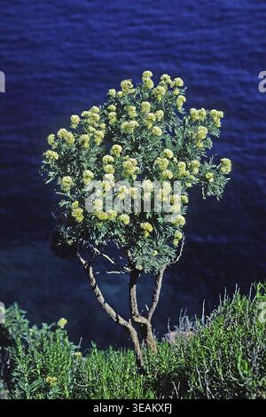 Anthyllis barba-jovis, Jupiter beard Stock Photo