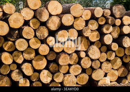 Stack of freshly cut round logs showing wood grain and ring texture in New Forest National Park Stock Photo