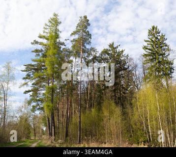 Painted by Nature. Spring Forest in Bright Green. Czech Republic. Stock Photo