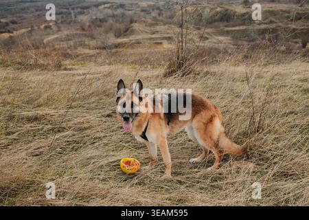 German Shepherd dog with toy ball standing in dry grass field. Active pet posing in natural autumn landscape. Stock Photo