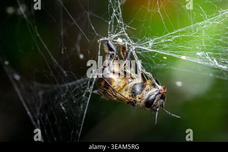 Bee entangled in spider web, dramatic close-up illustrating predator-prey danger, struggle, vulnerability in nature. Thailand photography, no generati Stock Photo