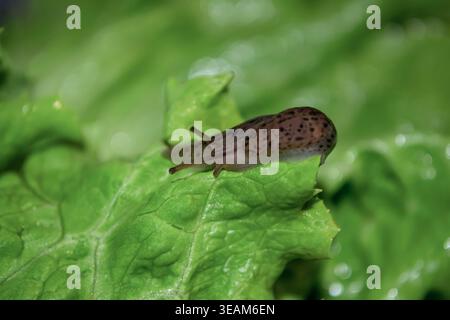 Macro Shot of a Spotted Slug on a Fresh Green Lettuce Leaf Stock Photo