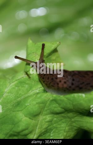 Macro Shot of a Spotted Slug on a Fresh Green Lettuce Leaf Stock Photo