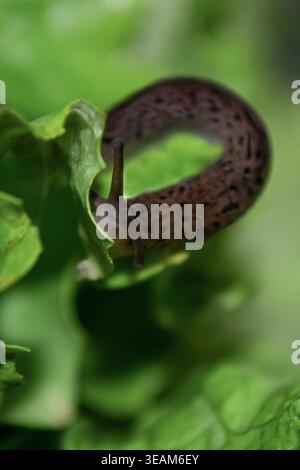 Macro Close-Up of a Leopard Slug on Fresh Green Lettuce Stock Photo