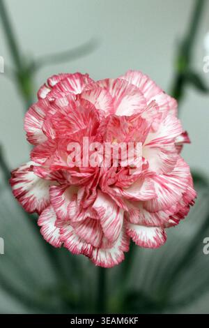 Blooming colorful carnation flower Stock Photo