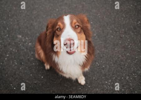 Close up top view portrait of Australian Shepherd looking up at camera on asphalt road, highlighting expressive eyes and friendly pet personality Stock Photo