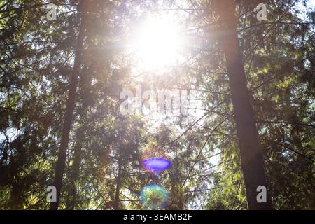 Bright sun flare with circular lens artifacts shining through a pine forest canopy during an intense summer heat wave Stock Photo