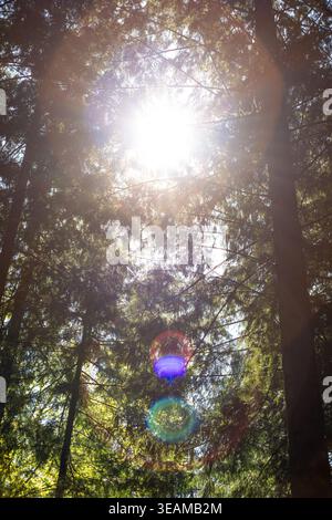 Bright sun flare with circular lens artifacts shining through a pine forest canopy during an intense summer heat wave Stock Photo