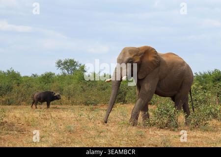Afrikanischer Elefant und Kaffernbüffel / African elephant and African buffalo / Loxodonta africana et Syncerus caffer Stock Photo