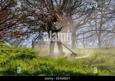 Trier, Germany - 14 April 2026: Dust flying up from the ground around a person using a petrol driven strimmer machine to cut grass in a park. Stock Photo