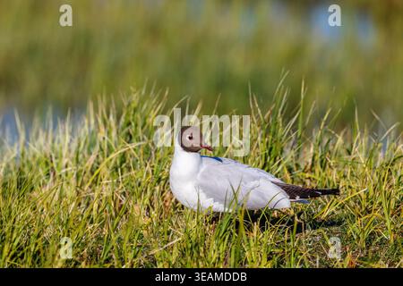 Black headed gull looking back on the ground Stock Photo