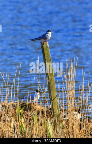 Common Tern at a lakeshore Stock Photo