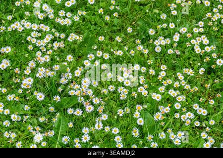 Daisies flowering in the grass at the summer Stock Photo