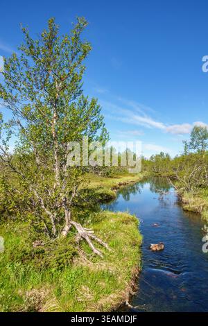 Birch tree and a stream in a high country landscape Stock Photo