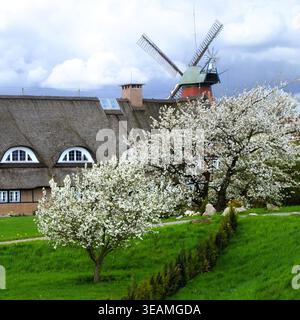 Bluehende Obstbaeume in front of reetcovered house, behind it the Reitbrooker Muehle in Vierlanden near Hamburg-Bergedorf. Square format. Stock Photo