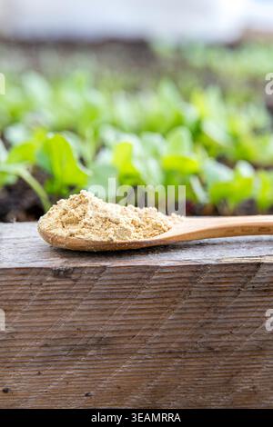 Wood spoon with ginger powder in greenhouse, blurred plants growing on background. Ginger powder (dried ginger) Zingiber officinale. Stock Photo