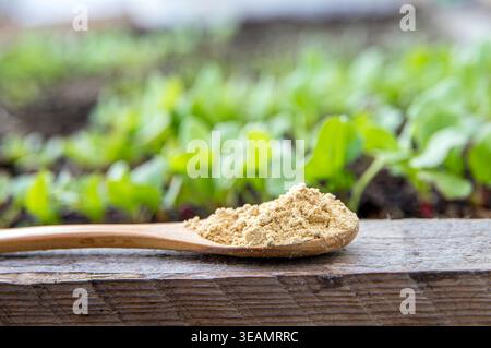 Wood spoon with ginger powder in greenhouse, blurred plants growing on background. Ginger powder (dried ginger) Zingiber officinale. Stock Photo