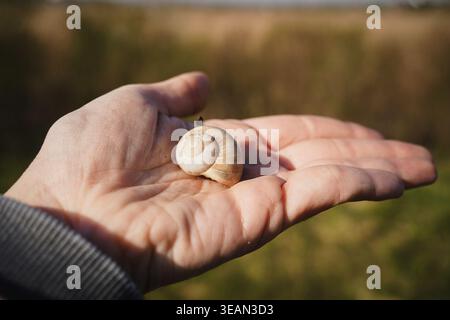 Snail shell in a human hand against blurred rural background Stock Photo