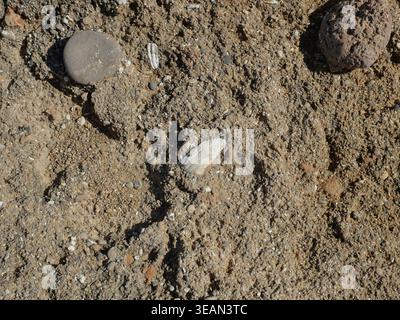 Calcareous coastal rock with shell fragments and fine-grained texture in Mallorca. Close-up. Copyspace. Stock Photo