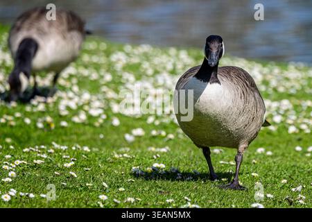 Close up of a Canada Goose walking by lake through grass full of colourful daisies in Wiltshire, UK in Spring Stock Photo