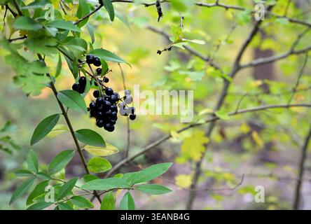 Black Cherry Berries on a Branch in Autumn Forest Stock Photo