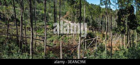 Destruction in the Forest: Fallen Trees and Broken Branches After a Severe Storm or Hurricane Stock Photo